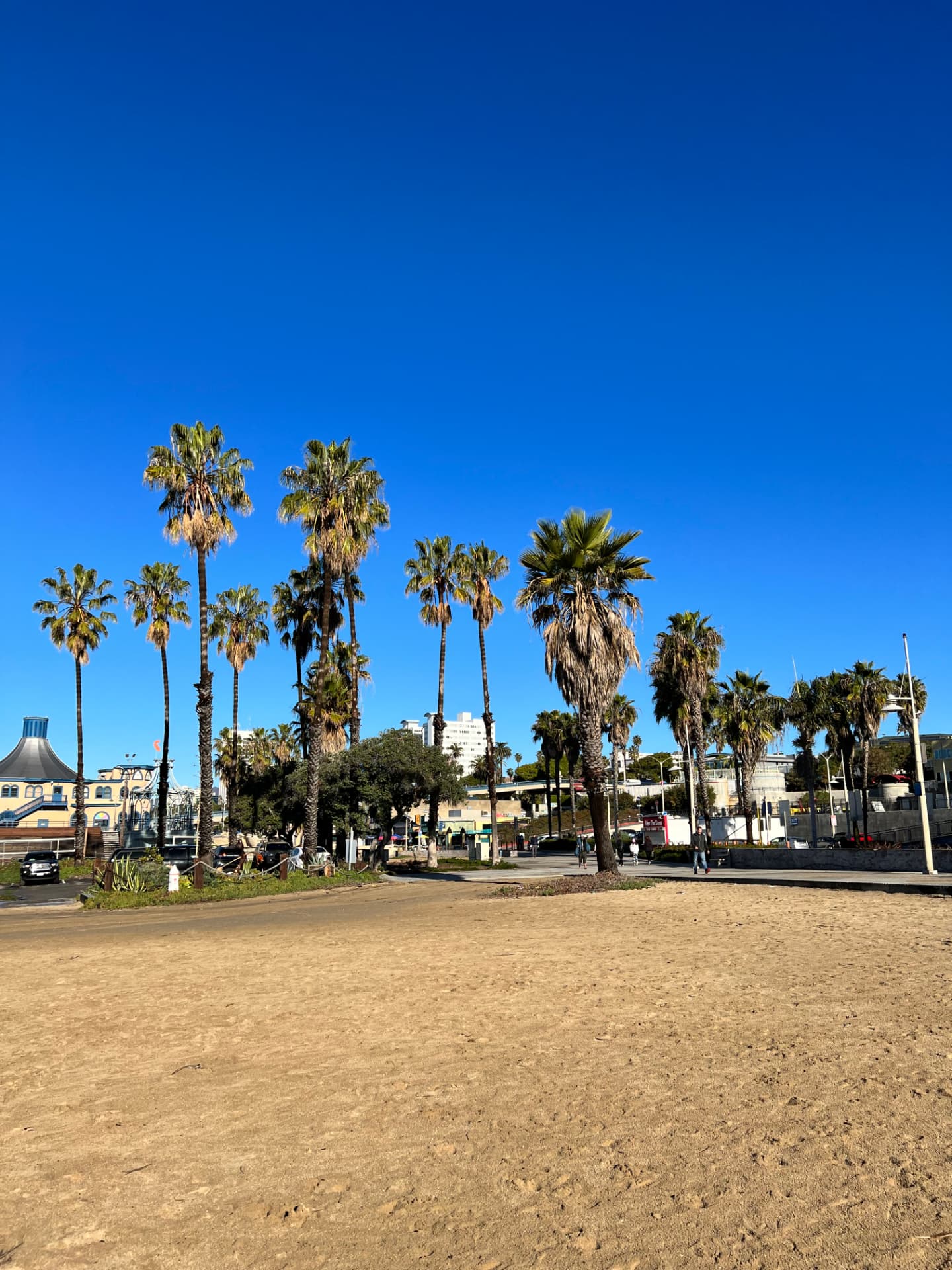 Tall palms lining the sand under a deep blue sky near the Santa Monica beach path.