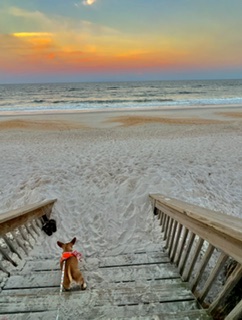 A small dog at the top of weathered beach stairs watching a pastel sunrise over the ocean.