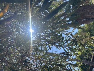 Sunlight bursting through narrow willow leaves against a bright blue sky.